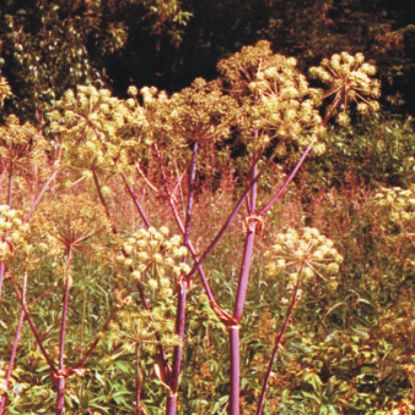 Picture of Purple Angelica - Seed