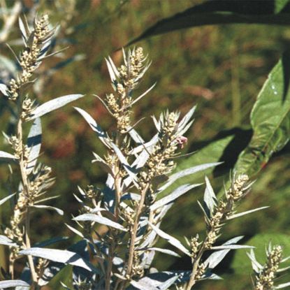 Picture of Prairie Sage - Seed