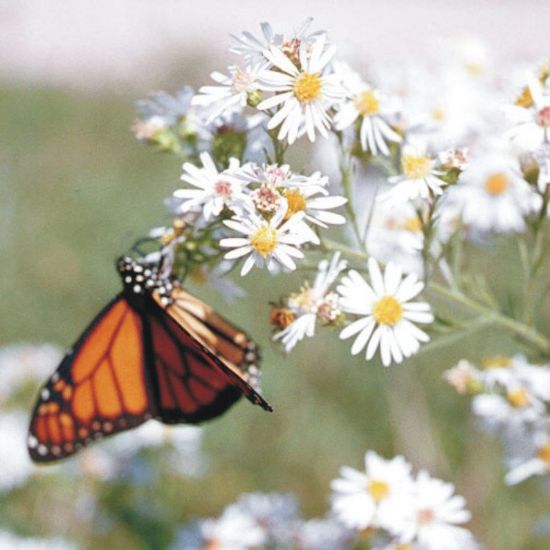 Picture of Heath Aster - Seed