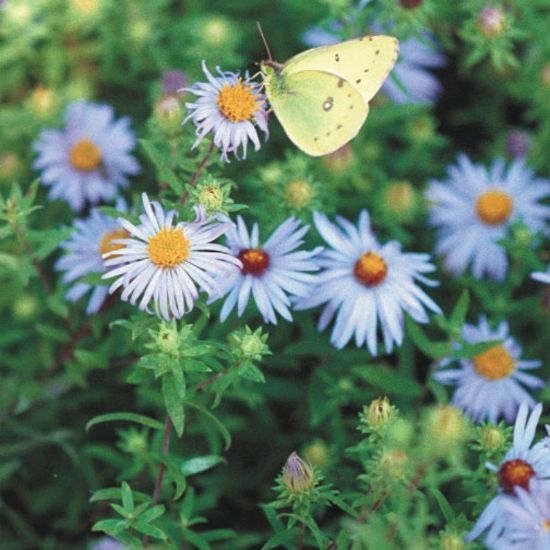 Picture of Aromatic Aster - Seed