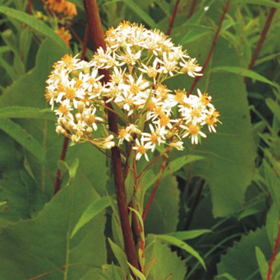 Picture of Flat Top Aster - Seed