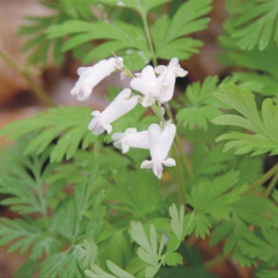 Picture of Squirrel Corn - Seed