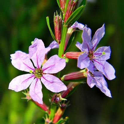 Picture of Winged Loosestrife - Seed