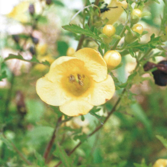 Picture of False Yellow Foxglove - Seed