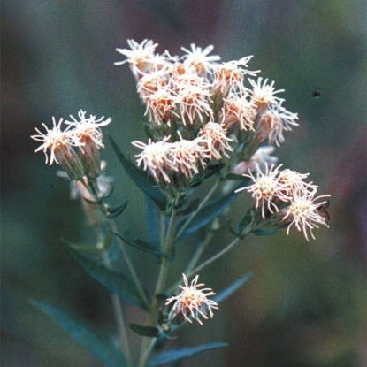 Picture of False Boneset - Seed