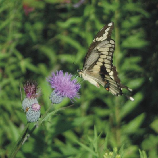 Picture of Swamp Thistle - Seed