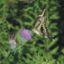 Picture of Swamp Thistle - Seed