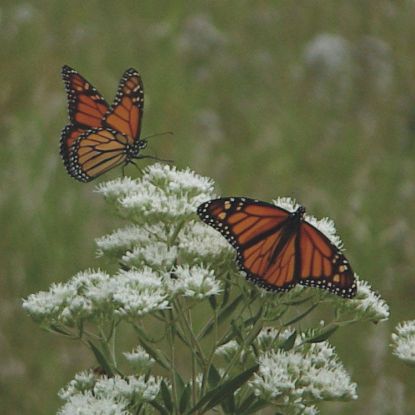 Picture of Tall Boneset - Seed