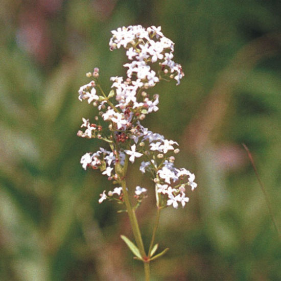 Picture of Northern Bedstraw - Seed