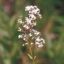 Picture of Northern Bedstraw - Seed