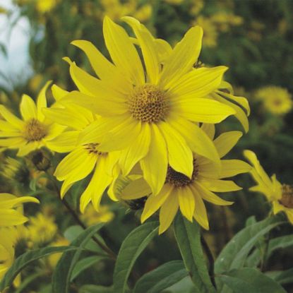 Picture of Sawtooth Sunflower - Seed