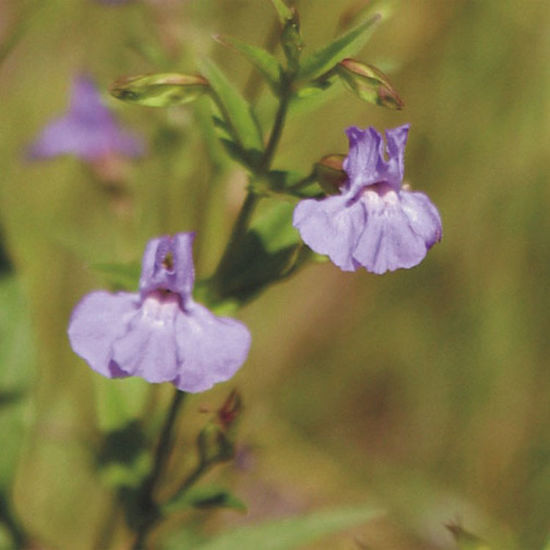 Picture of Monkey Flower - Seed