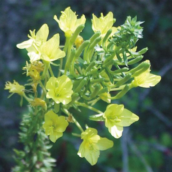 Picture of Slender Sand Primrose - Seed