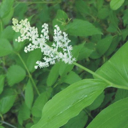 Picture of Solomon's Plume - Plant