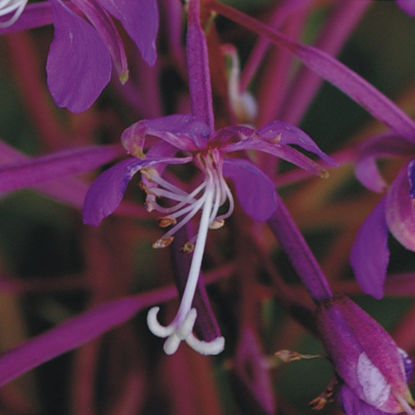 Picture of Fireweed - Seed