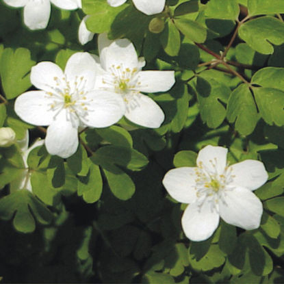 Picture of False Rue Anemone - Seed