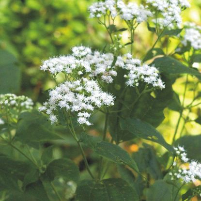 Picture of White Snakeroot - Seed
