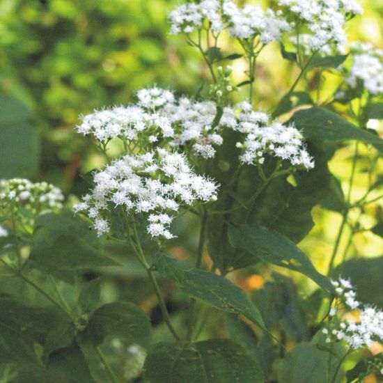 Picture of White Snakeroot - Seed