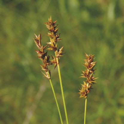 Picture of Brown Headed Fox Sedge - Seed