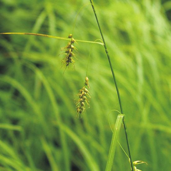 Picture of Long-Beaked Sedge - Seed