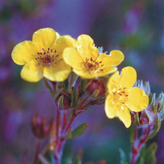 Picture of Shrubby Cinquefoil - Seed