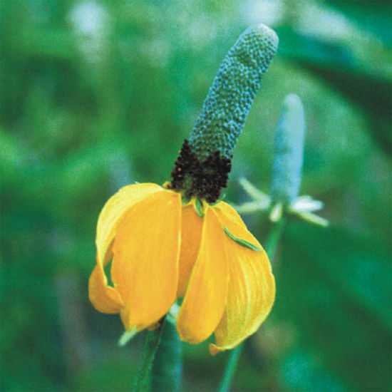 Picture of Long-Headed Coneflower - Seed