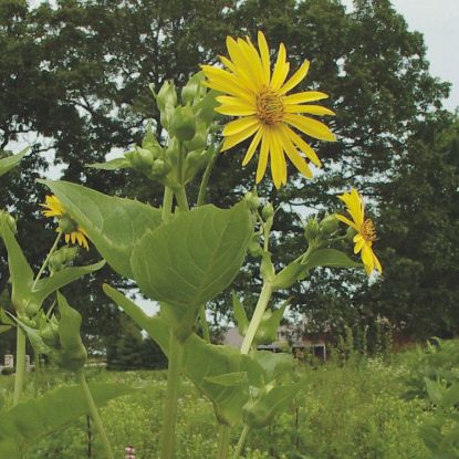 Picture of Cup Plant - Seed