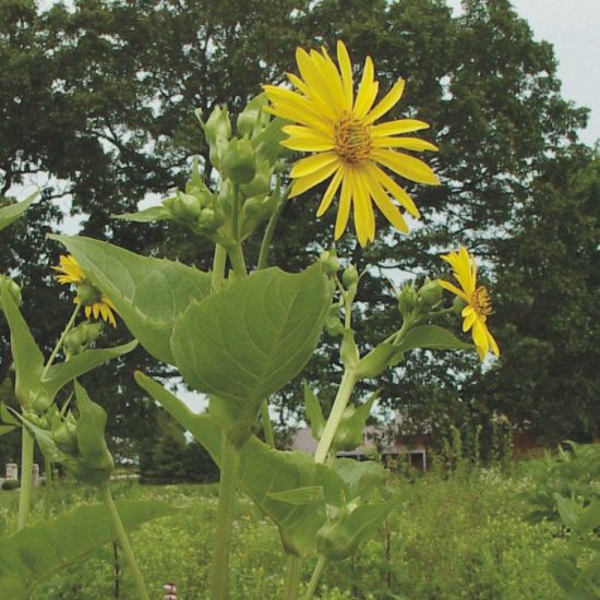 Picture of Cup Plant - Seed