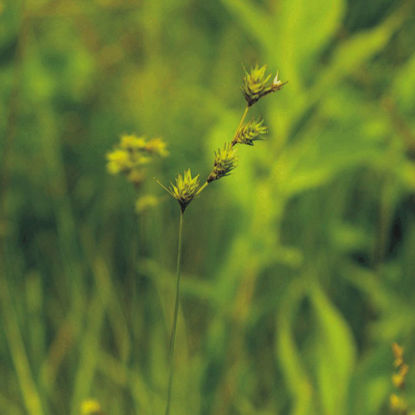 Picture of Necklace Sedge - Seed