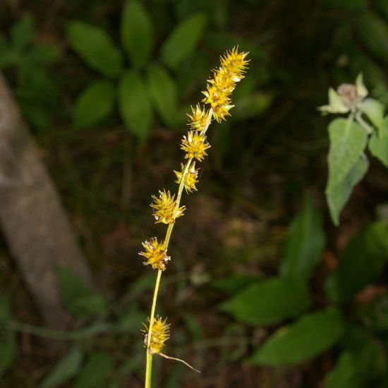 Picture of Bur Reed Sedge - Seed