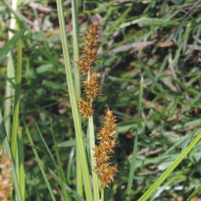 Picture of Common Fox Sedge - Seed