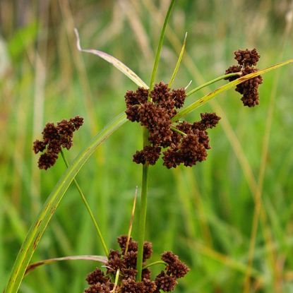 Picture of Dark Green Bulrush - Seed