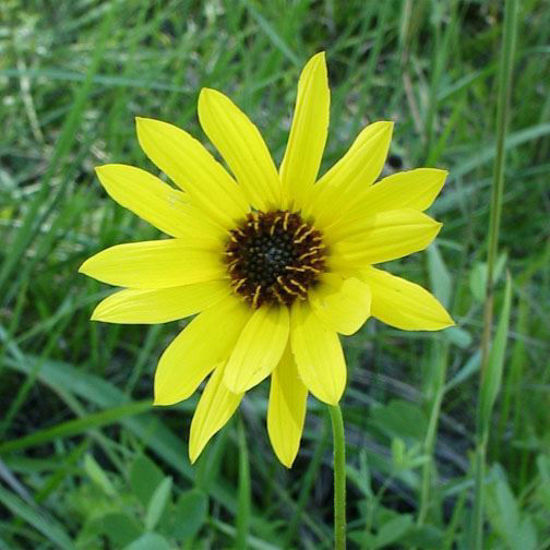 Picture of Showy Sunflower - Seed