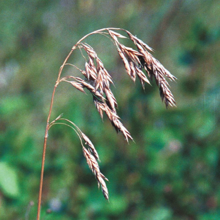 Fringed Brome Grass - Seed