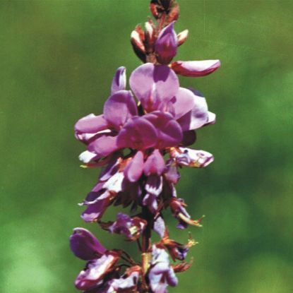 Picture of Canada Tick Clover - Seed