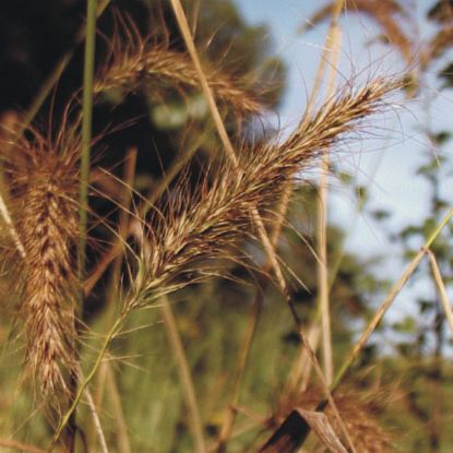 Prairie Future Seed Company. Prairie Brome - Plant