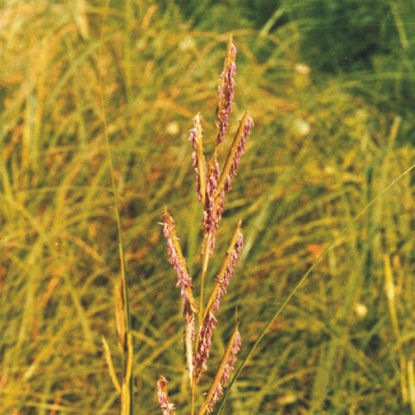 Picture of Cord Grass - Seed