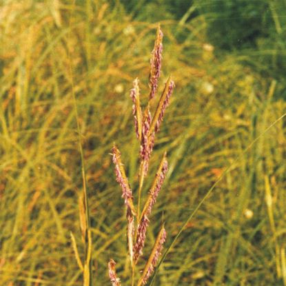 Picture of Cord Grass - Seed