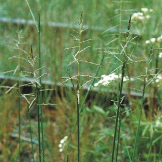 Picture of Rough Dropseed - Seed