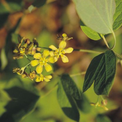 Picture of Blue Cohosh - Seed