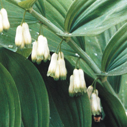 Picture of King Solomon's Seal - Seed