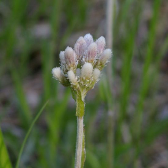 Picture of Pussy Toes - Seed