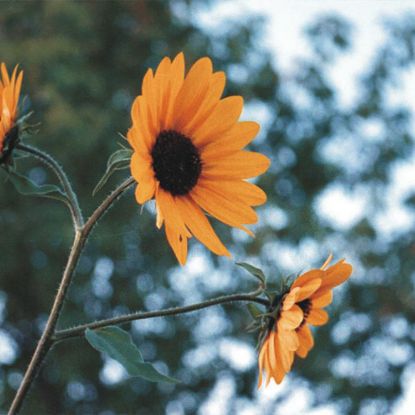 Picture of Wild Sunflower - Seed