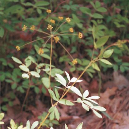 Picture of Yellow Pimpernel - Seed