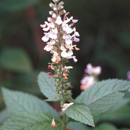 Picture of American Germander - Seed