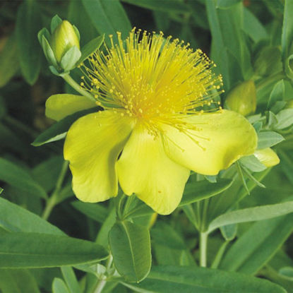Picture of Shrubby St. John's Wort - Seed