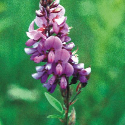 Picture of Bundle Flower - Seed