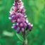 Picture of Bundle Flower - Seed