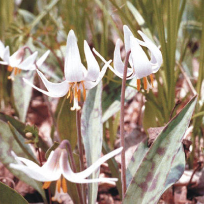 Picture of White Trout Lily - Seed