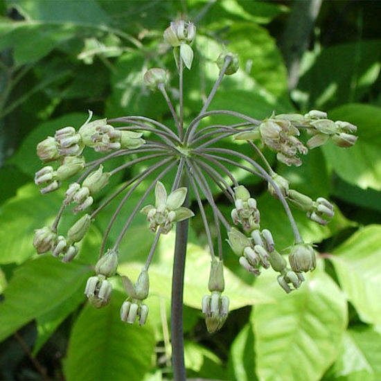 Picture of Poke Milkweed - Plant